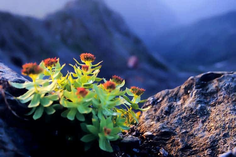 rhodiola rosea plant growing on Himalayan mountaintop