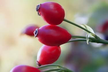 rose hips