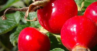 rose hips berries