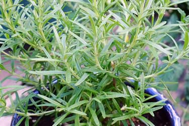 rosemary plant