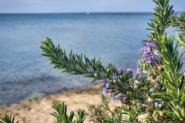 Rosemary Water