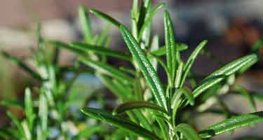 rosemary plant