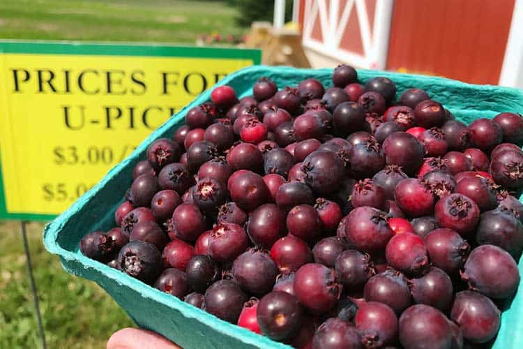 quart of freshly picked saskatoons or juneberries