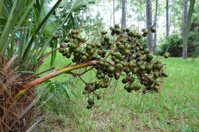 Saw Palmetto