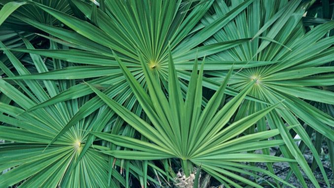 Saw Palmetto