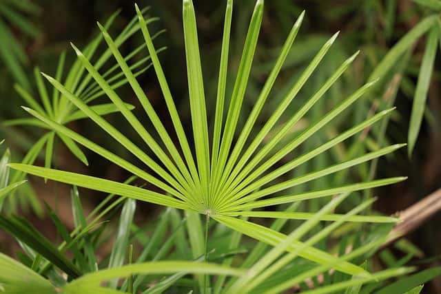 Saw Palmetto