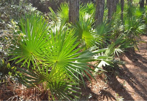 Saw Palmetto