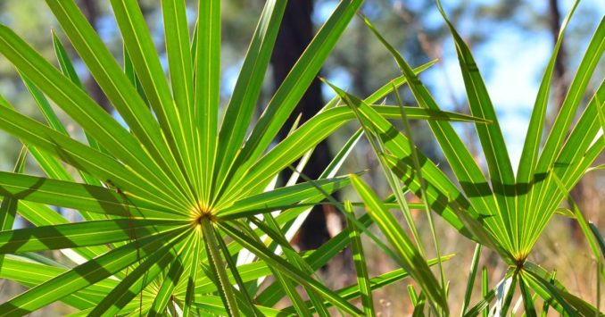 Saw Palmetto