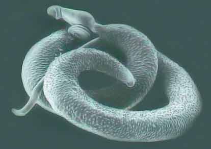 Schistosoma mansoni closeup picture