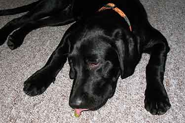 dog sick from eating grapes