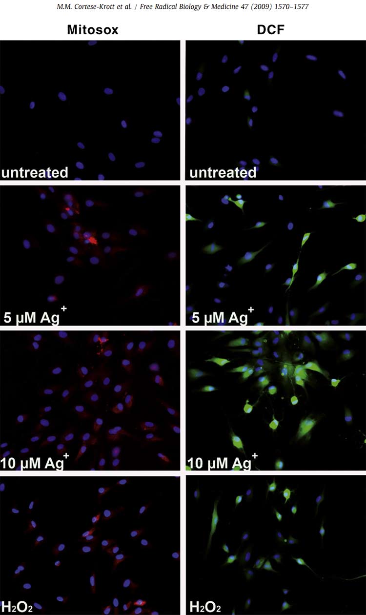 microscopic view of how silver ions harm human skin cells