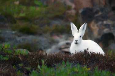 white northern rabbit