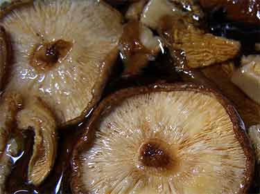 shiitake mushrooms soaking in water