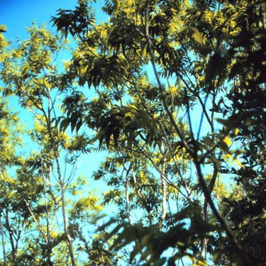 soapberry tree