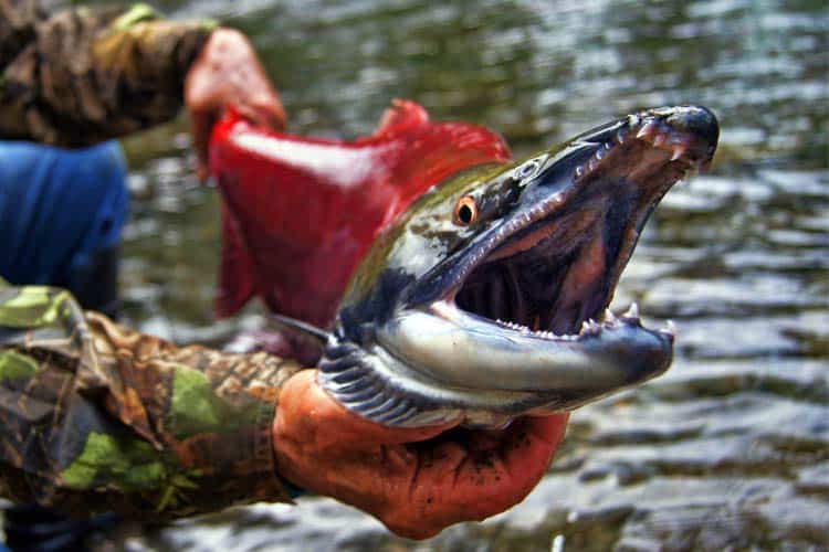 living wild sockeye salmon caught from river