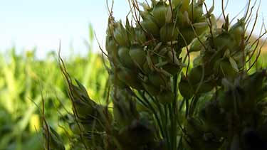 sorghum stalk