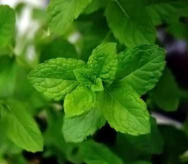 spearmint