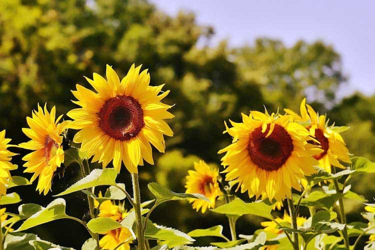 sunflowers growing in field with blue sky