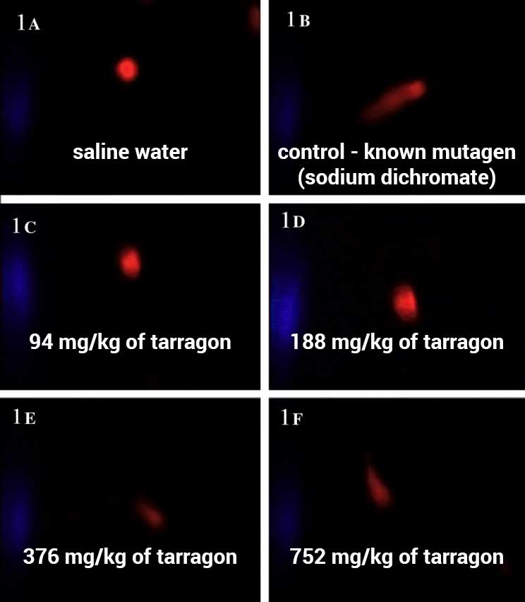 microscopic photos showing mutagenic tarragon side effects on blood cells