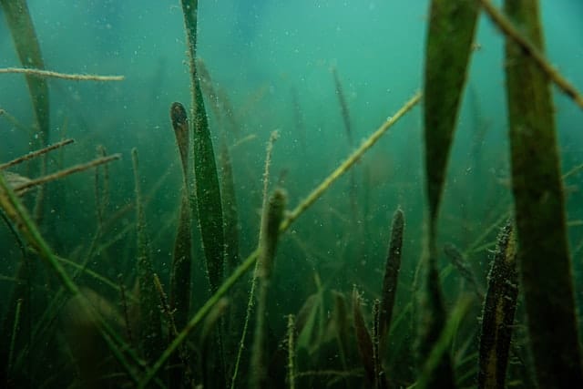 Benefits Of Seaweed