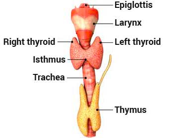 diagram of human thyroid gland anatomy