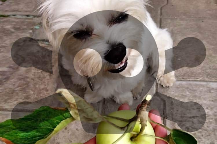 Shih Tzu looking at apple in man's hand with poison symbol