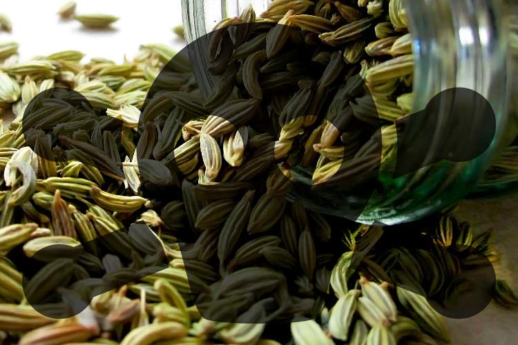 toxic fennel seeds