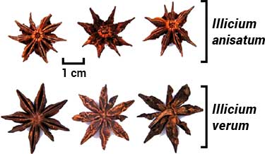 visual differences between true Chinese and Japanese star anise