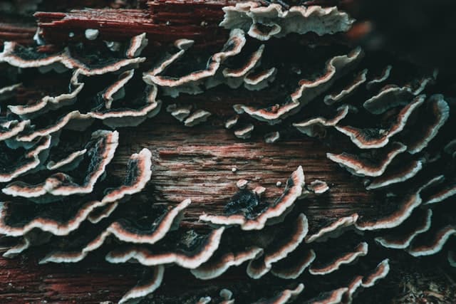 turkey tail mushroom