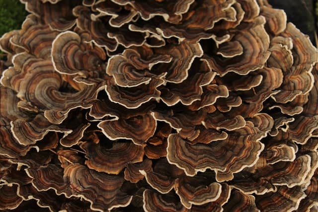 turkey tail mushroom