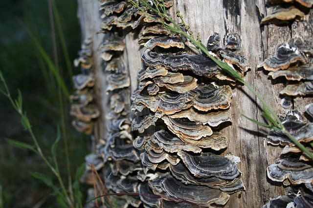 turkey tail mushroom