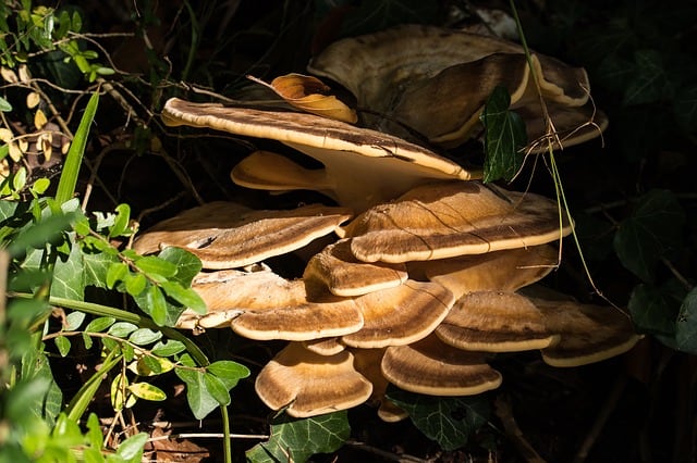 turkey tail mushroom