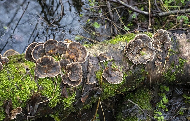 turkey tail mushroom