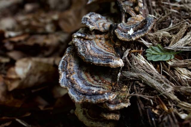 turkey tail mushroom