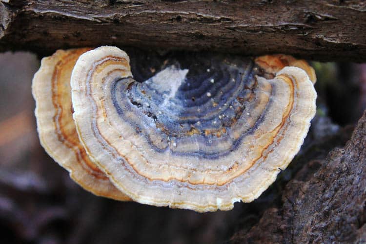 turkey tail mushroom growing in wild on log