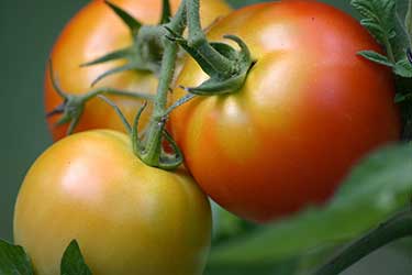 unripe tomatoes