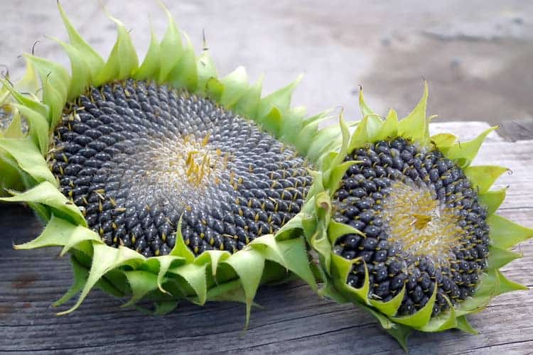 unshelled seeds in center of fresh sunflower