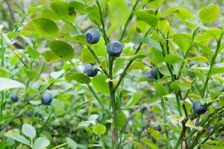 Vaccinium myrtillus plant