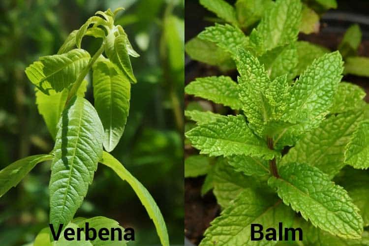 difference between lemon verbena vs. lemon balm appearance