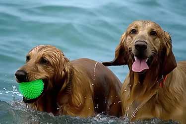 dogs playing in lake