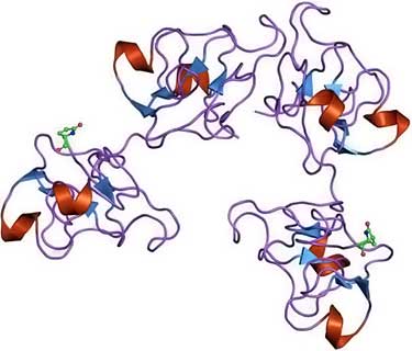 wheat germ agglutinin