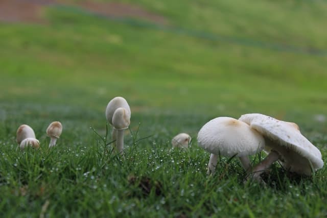 White Mushrooms