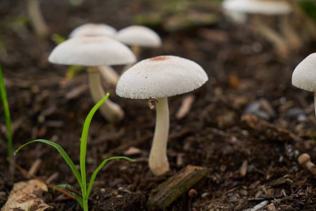 White Mushrooms