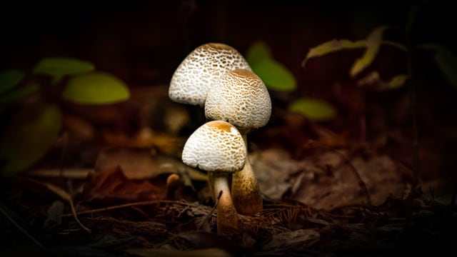 White Mushrooms