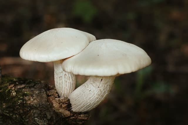 White Mushrooms