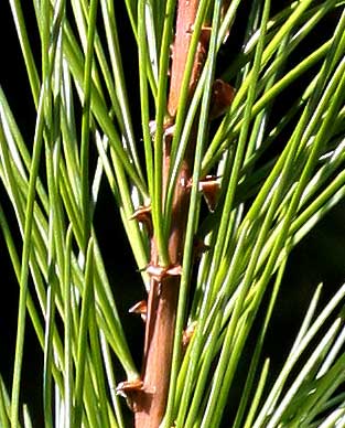 closeup photo of white pine needle clusters