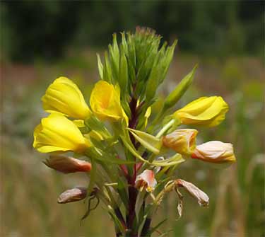 wild primrose