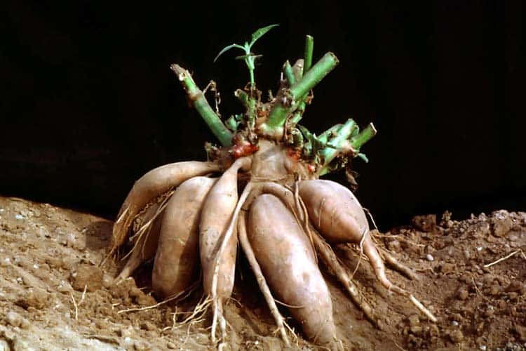 what yacon root plant looks like