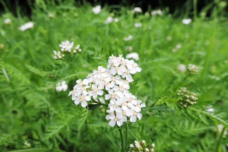 wild yarrow flower