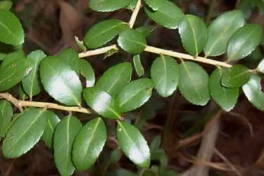 fresh yaupon tea leaves